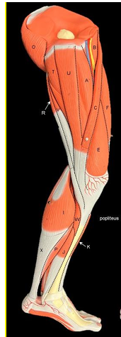 <p>Label A-X. (not all letters included alphabetically)</p>