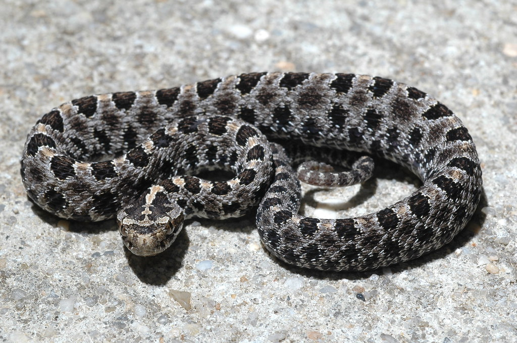 <p>Pigmy Rattlesnake</p>