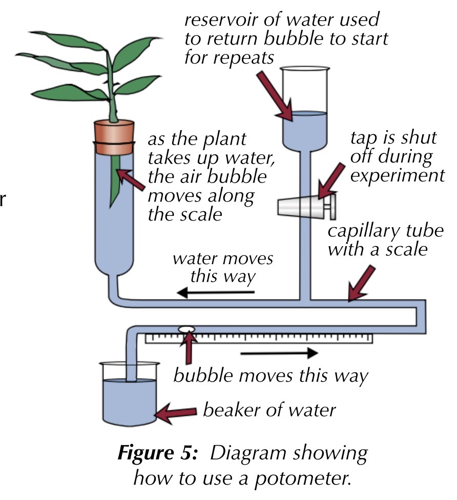 <ol><li><p>cut a shoot underwater to prevent air from entering the xylem (cut a slant to increase surface area)</p></li><li><p>assemble the potometer underwater and insert shoot so no air enters</p></li><li><p>keep capillary tube submerged in a beaker of water</p></li><li><p>dry the leaves and wait, then shut the tap (let the shoot acclimatise)</p></li><li><p>allow an air bubble in by removing the beaker for a second</p></li><li><p>record the starting position and start a stopwatch. then record an ending position and calculate rate of transpiration</p></li></ol><p></p>