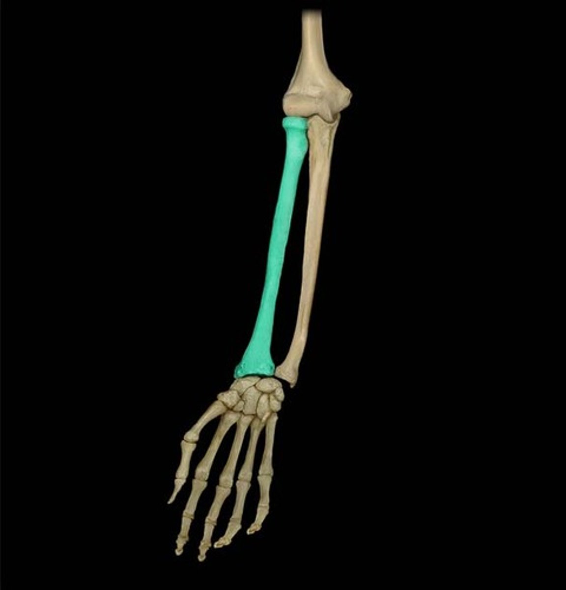 <p>Lateral bone of the lower arm. close to thumb.</p>
