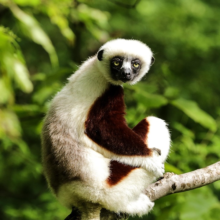 <p>Common Name: Coquerel’s Sifaka</p><p>Suborder: Strepsirhini</p><p>Order: Primates</p><p>Family: Indriidae</p>