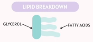 <p>Lipids are mainly made of sugars and carbs</p>