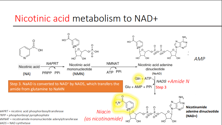 <p>NADS (NAD synthetase)</p><p>transfers the amide from glutamine to NaMN</p>