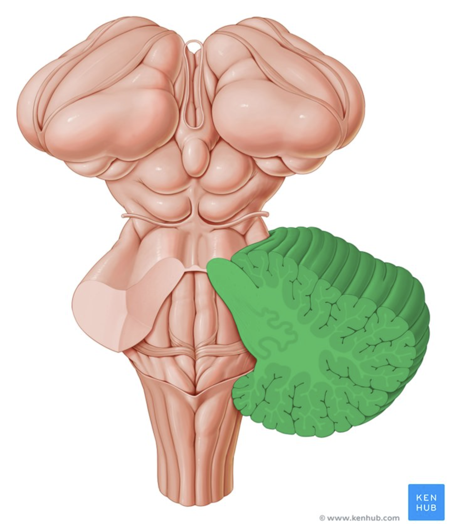 <p>Outer gray matter layer of cerebellum. </p><p>Coordinates movement and balance.</p>