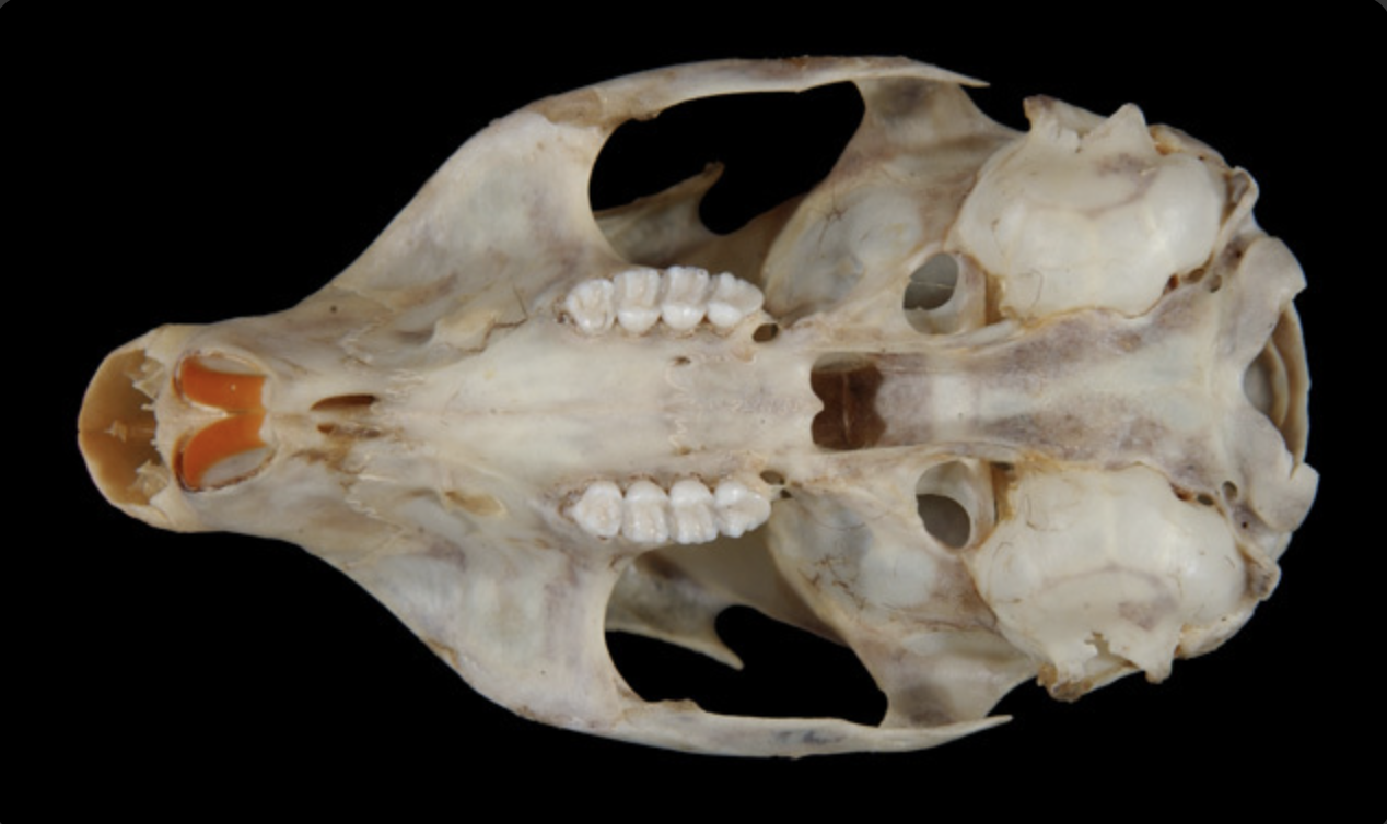 <img src="https://assets.knowt.com/user-attachments/23f079b6-f2ff-4fbc-86f8-3113f22d92a9.png" data-width="100%" data-align="center"><p></p>