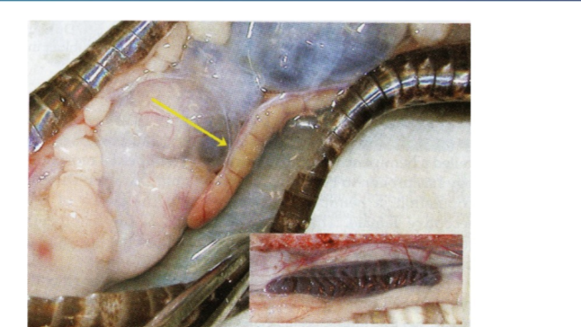 <p>if we perform surgery on a snake and observe kidenys, as in the large image, should we be concerned</p>