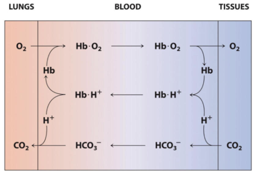 <p>Hemoglobin picks up O2 in the lungs. </p><p>In the tissues, H+ derived from the metabolic production of CO2 decreases hemoglobin's affinity for O2, thereby promoting O2 release to the tissues. </p><p>Back in the lungs, hemoglobin binds more O2, releasing the protons, which recombine with bicarbonate to re-form CO2.</p>