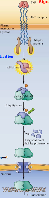 <ol><li><p>A TNF binds to a TNF receptor, recruiting the adaptor proteins in the cytosol and activating them.</p></li><li><p>The adaptor proteins activate IkB kinase, which ubiquitizes IxB, causing its degradation by the proteosome</p></li><li><p>This allows the NF-kB to translocate to the nucleus and activate transcription of its target genes</p></li><li><p>This mechanism diplays feeback inhibition as well: the transcription of IkB mRNA by NF-kB forms an IkB complex that then plops on the NF-kB dimer and inhibits translocation to the nucleus and therefore transcription. </p></li></ol><p></p>
