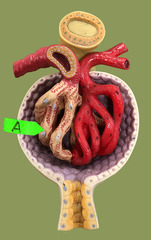 <p>Identify this layer (be specific).</p>