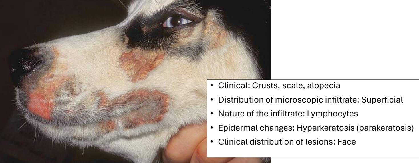 <ul><li><p>crusts, scale, alopecia</p></li><li><p>distribution of lesions: face</p></li></ul><p></p>