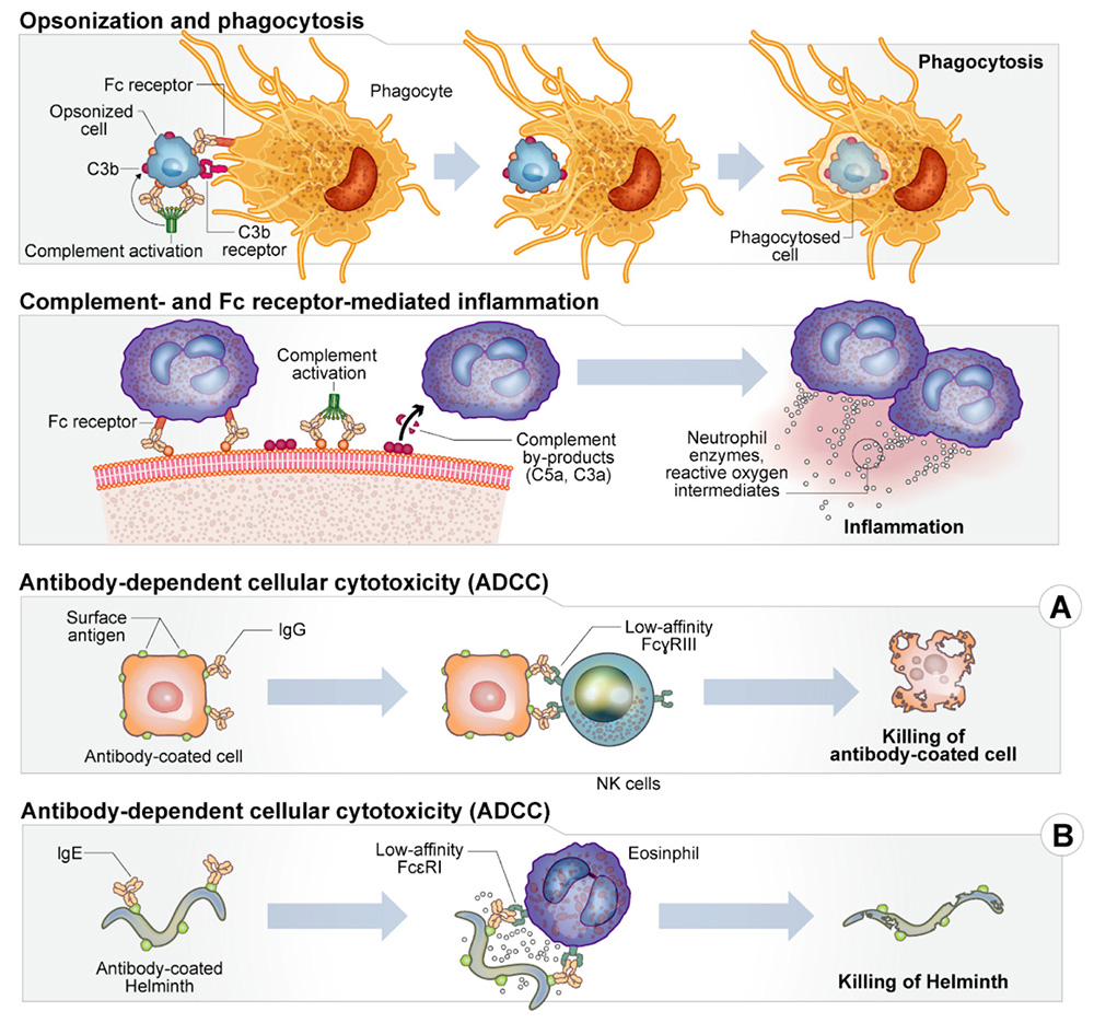 <p>Antibodies bind to a target cell; Natural Killer (NK) cells, eosinophils, or macrophages then bind to the antibodie’s Fc regions and release cytotoxic to destroy the target</p>