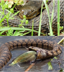 <p>Family: Natricidae</p><p>Location: South and Central KS</p><p>ID: <span>Back: Reticulated: Black Snake, Painted Brown Through a Chain-link Fence; Belly: “Marked” Cream/Yellow with Half-moons; anal plate is divided; scales are strongly keeled; Head: Large, light colored supralabials with dark lines</span></p><p><span>Life/History: opportunistic piscivore; diurnal basker and nocturnal forager; live birth</span></p>