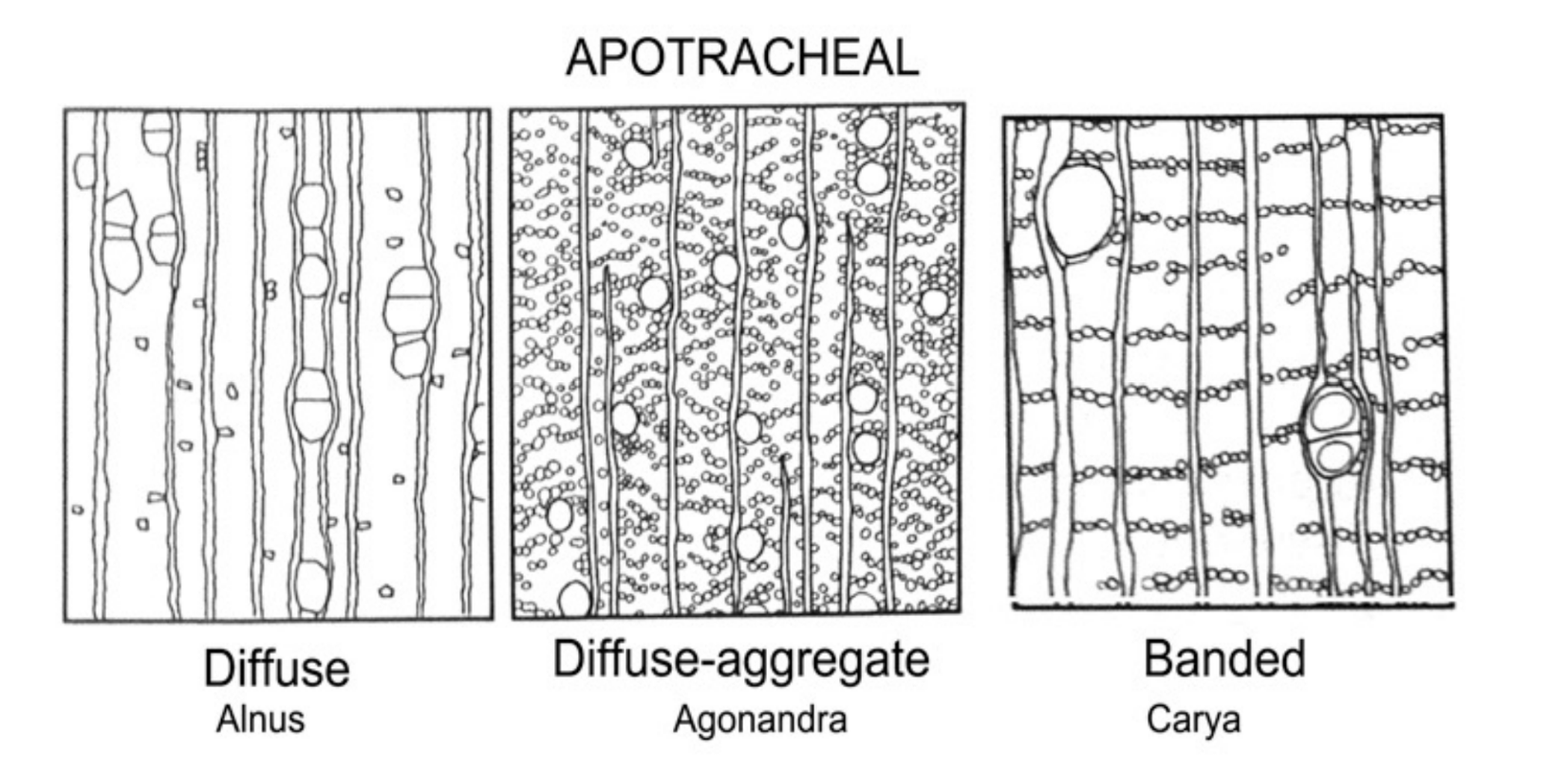 <p>Diffuse singly. Example: Alnus [the parenchyma shows up as</p><p>dark dots in the wood]</p><p>b. Diffuse in aggregation.</p><p>c. In bands – may or may not be at margin of growth ring.</p><p>Marginal may be in early wood (initial parenchyma) or late</p><p>wood (terminal parenchyma).</p>
