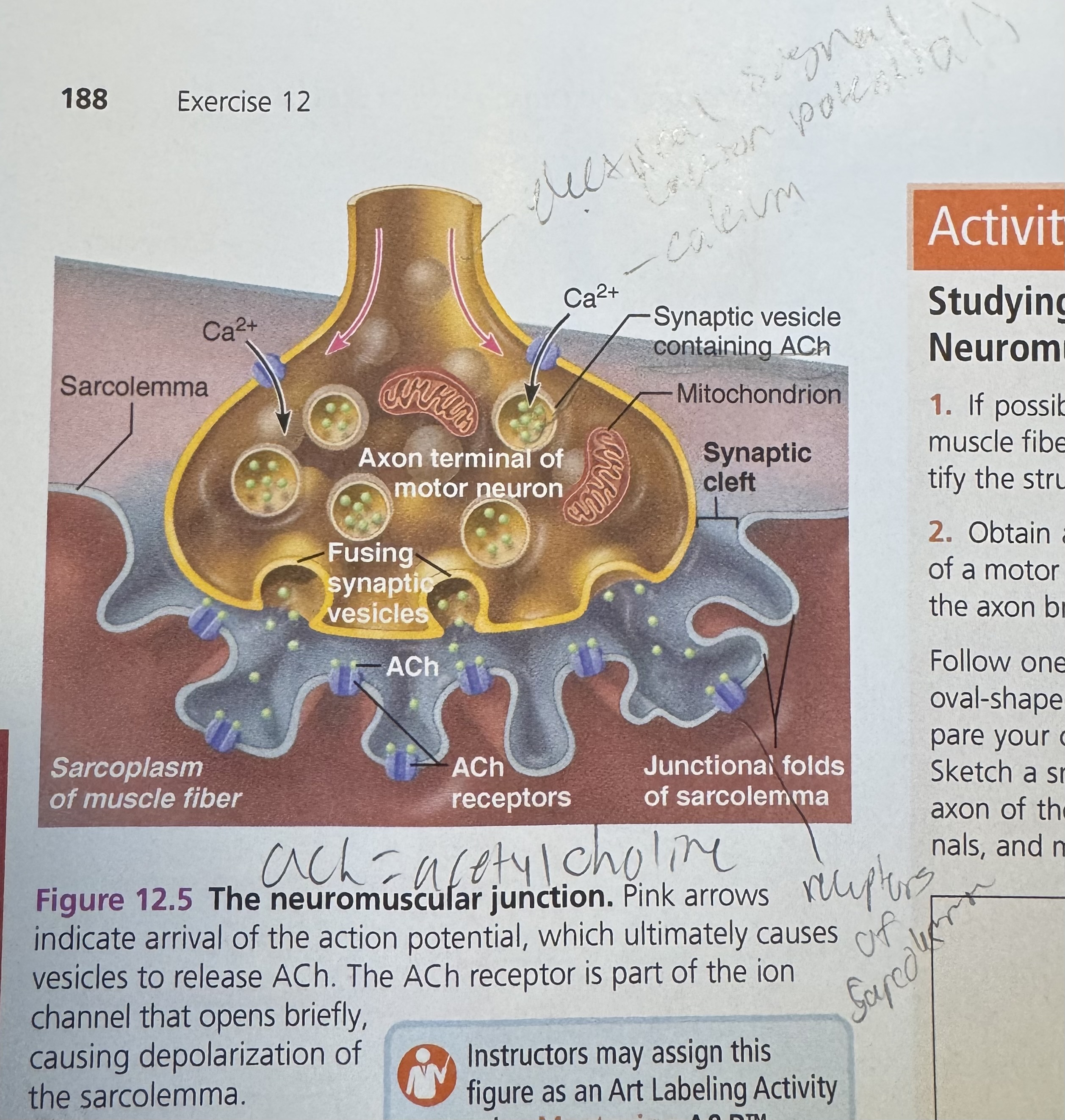 <p>each axon of the neuron divides into many branches</p>