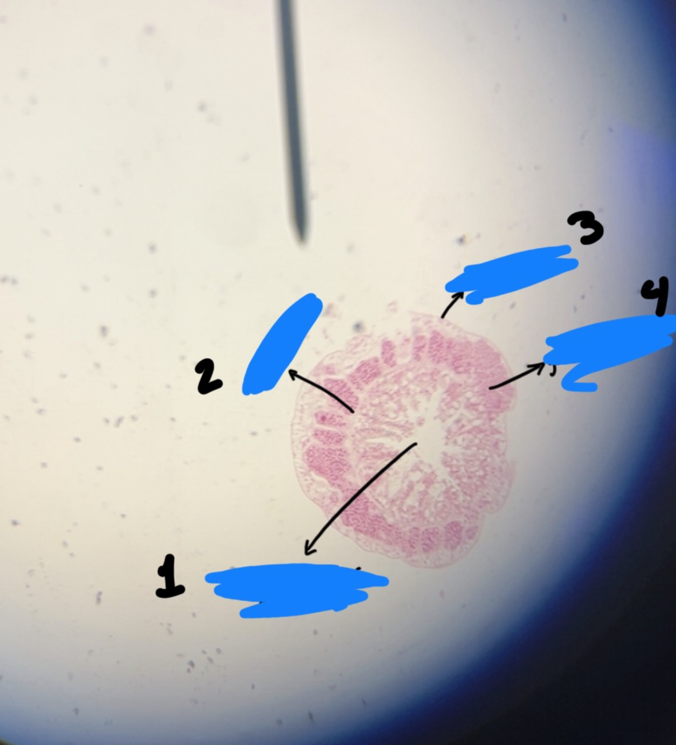 <p>what is the kingdom, phylum, class, and genus of this</p>