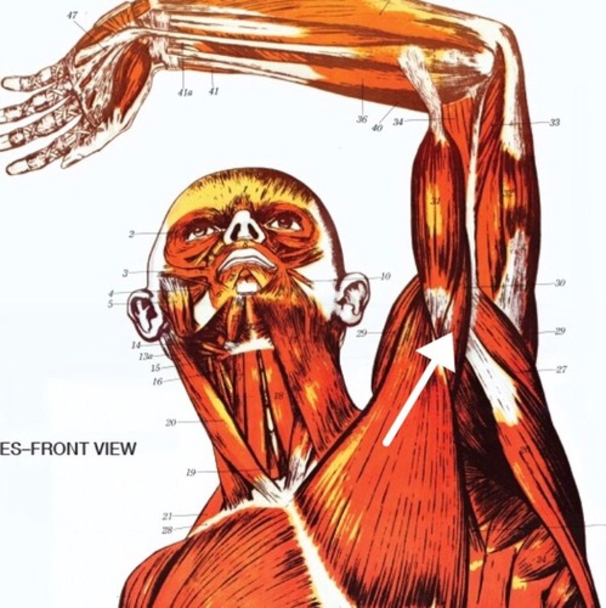<p>What is this muscle?</p>
