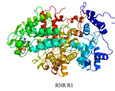 <p>what does the large subunit of RNR do</p>