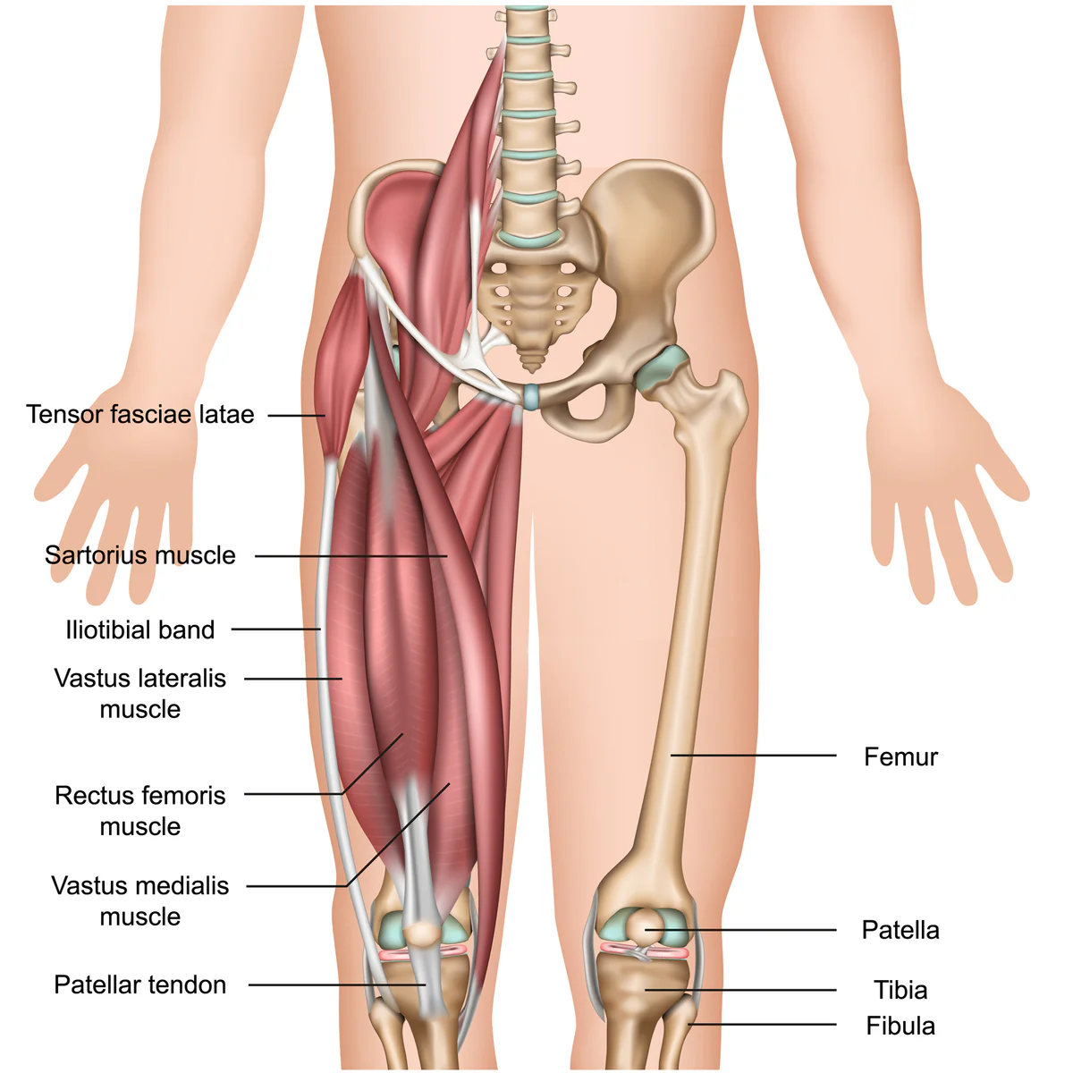 <ul><li><p>a fusiform muscle in the lateral aspect of the thigh</p></li><li><p>found in the superficial anterolateral aspect of the thigh spanning from the anterior portion of the iliac crest to the superior portion of the tibia, onto which it inserts via the iliotibial tract</p></li><li><p>main function is to produce extension and lateral rotation of the leg on the knee joint</p></li><li><p>contributes to movements of the thigh as a weak abductor and medial rotator on the hip joint</p></li></ul><p></p><p>origin → outer lip of iliac crest, anterior superior iliac spine (ASIS)</p><p>insertion → lateral condyle of tibia (via iliotibial tract)</p><p>action → thigh internal rotation and weak abduction at the hip joint, leg external rotation, stabilizes hip and knee joints</p><p>innervation → superior gluteal nerve (L4-S1)</p><p>blood supply → ascending branch of lateral circumflex femoral artery</p>