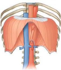 <p>Function of diaphragm in breathing</p>