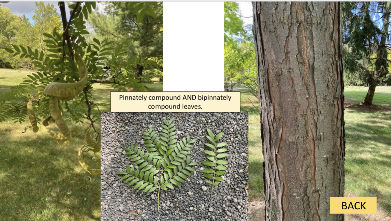 <p>What tree is this?</p>