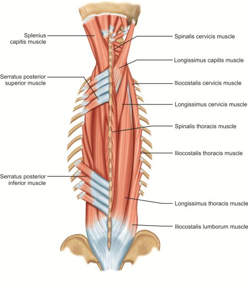 <ul><li><p>intermediate layer:</p><ul><li><p>serratus posterior superior</p></li><li><p>serratus posterior inferior</p></li></ul></li></ul><p></p>