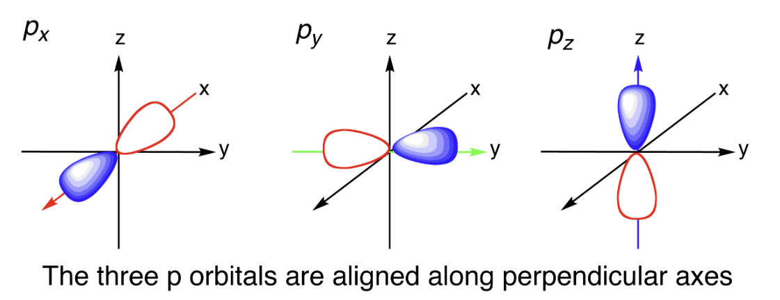 <p>dumb-bell shaped</p>