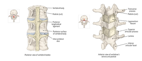 <p>intebrody joint -1 </p><p></p><p>zygapophyseal (facet) joint - 2 </p>