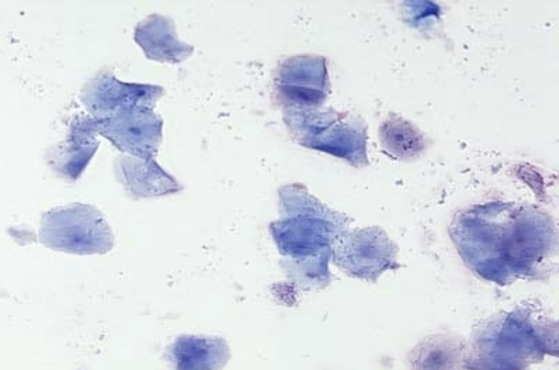 <p>estrus stage </p>