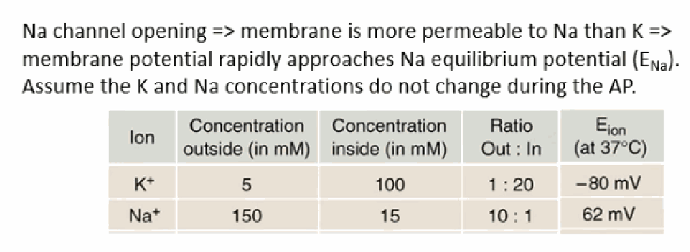 <p>Opening Na+ channels makes the membrane far more permeable to Na+ than K+, so by the Goldman equation Vm rapidly approaches ENa (+62 mV). For these calculations we usually assume the K+ and Na+ concentrations inside/outside the cell don't meaningfully change during a single action potential.</p>
