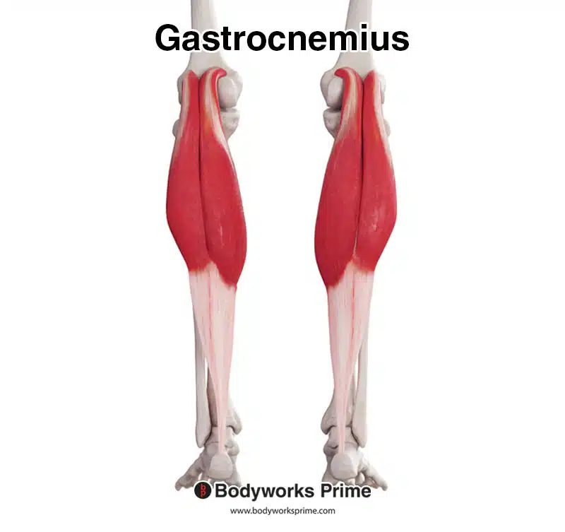 <p>Gastrocnemius</p>
