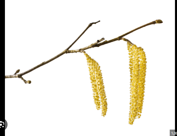 <p>short spike of unisexual flowers with no petals. Catkins are either male or female.</p>