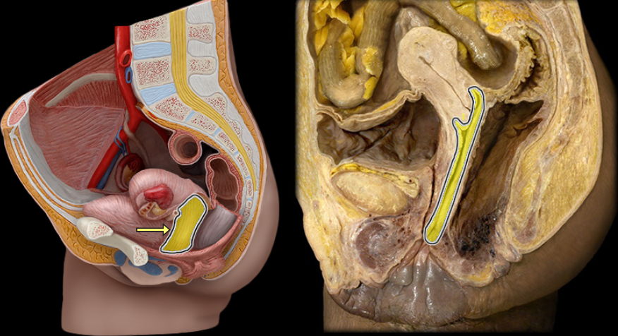 <p>what part of the female pelvis is this</p>