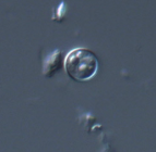 <p>genus, species, stage</p>