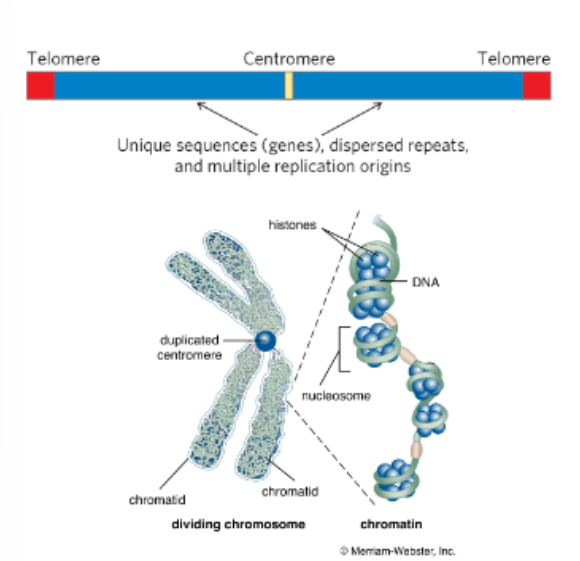 <p>A human cell has 46 _____________</p>