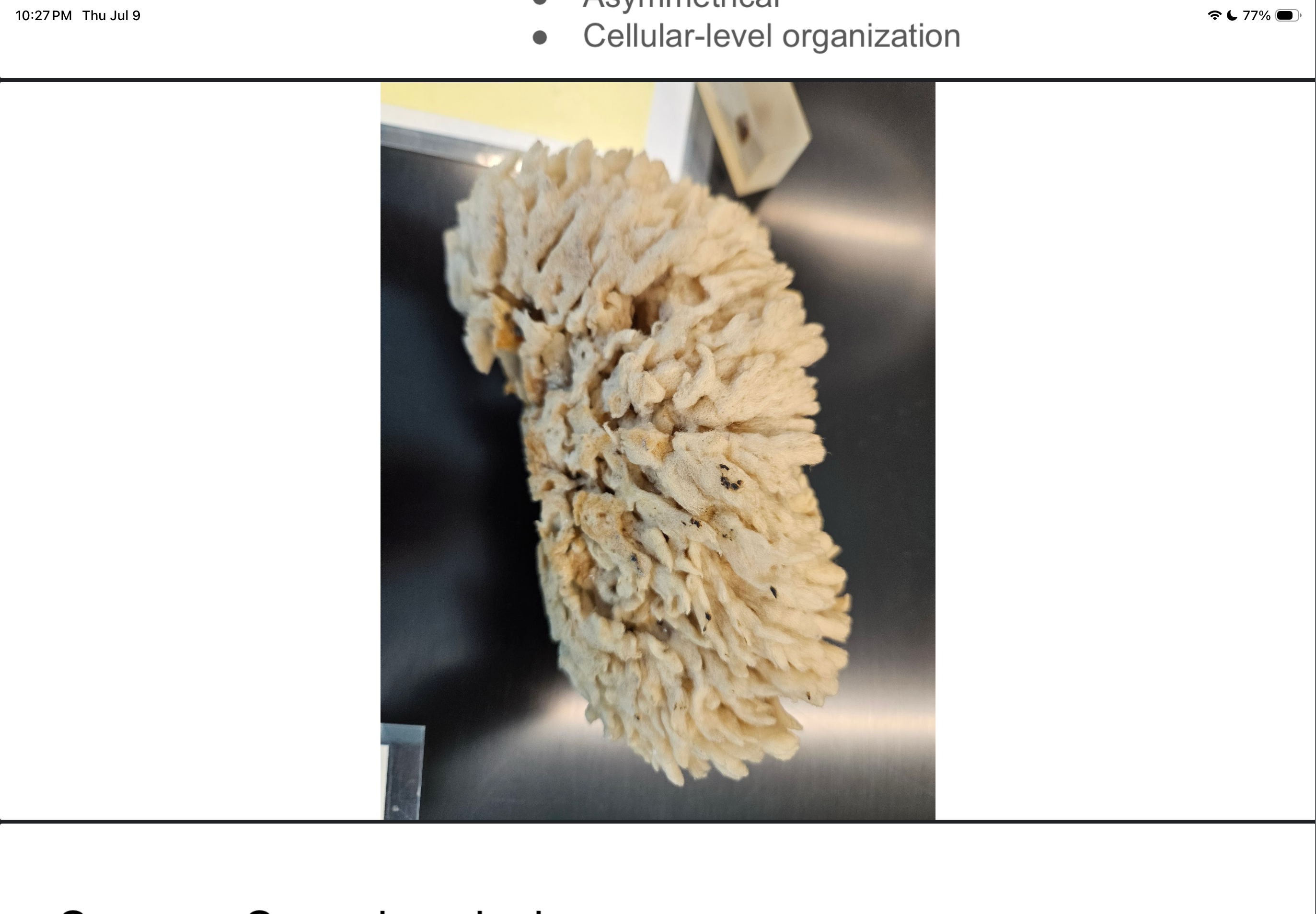 term image