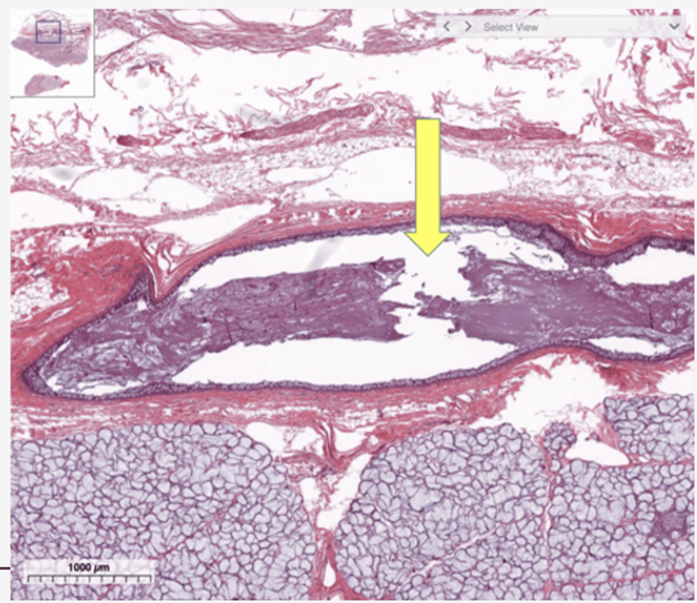<p>Identify the structure</p>