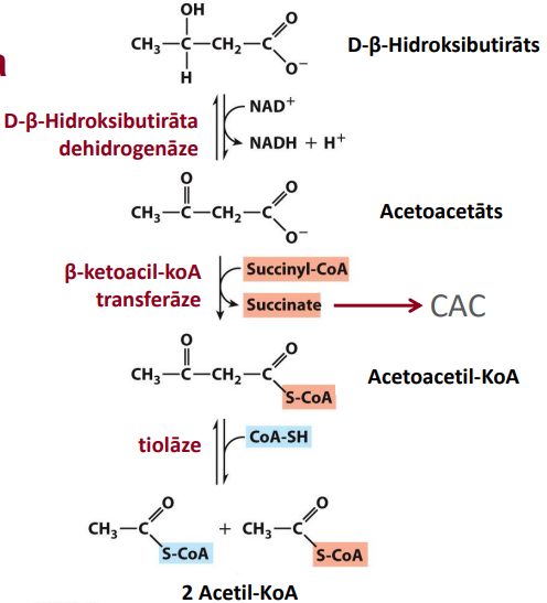 <p>β-ketoacil-koA transferāze var pārveido acetoacetātu par acetoacetil-KoA. Procesā tiek izmantots sukcinil-KoA, kas tiek pārvērsts sukcinātā un tālāk izmantots Krebsa ciklā. Tiolāze šķeļ acetoacetil-KoA par diviem acetil-KoA, kuri tiek iesaistīti Krebsa cikla.</p>