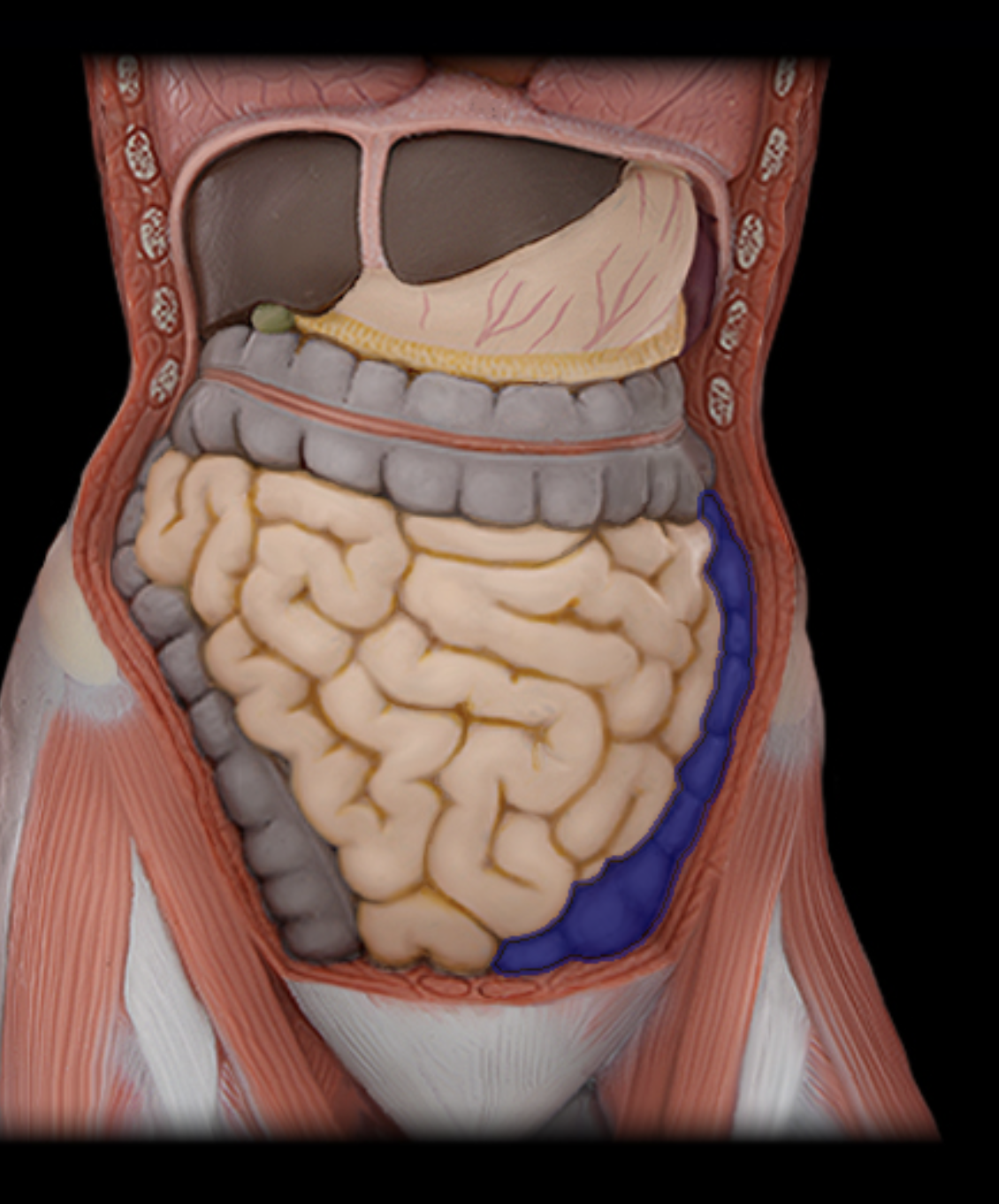 <p>descending colon</p>