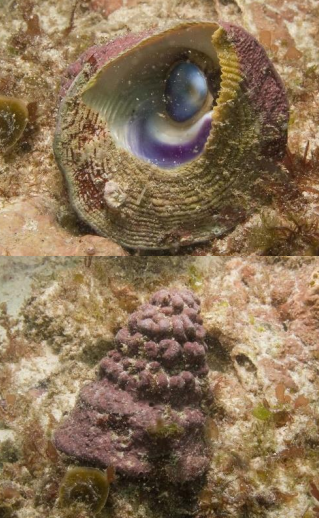 <p>MOLLUSCA Tent shell</p>