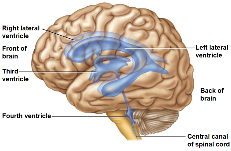 What are the ventricles?