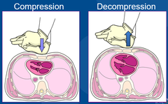 <p>Refills blood into left ventricle</p>