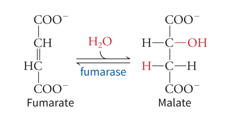 <p>catalyzes the reversible hydration of a double bond to form malate</p>