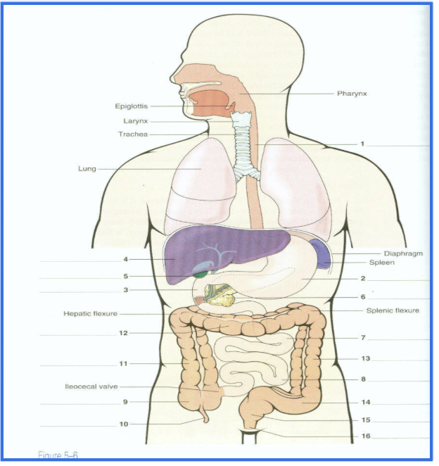 <p>Gastrointestinal (GI) Tract = Digestive System </p><p>Think of it as the <strong>path food travels through your body</strong> :</p><p></p>