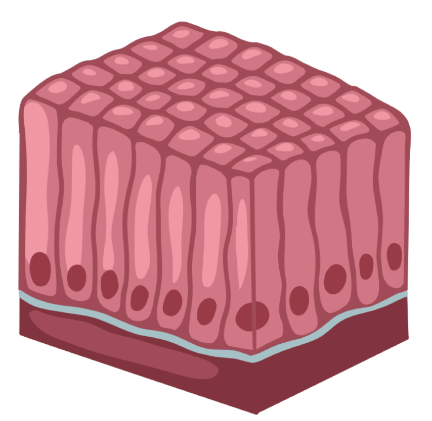 <p>High cellularity, polarity, basement membrane, avascular</p>