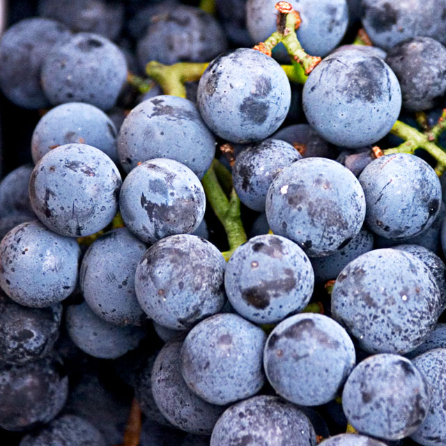 <p><span>surface covered with a thin, powdery, or waxy greyish/blueish/whitish bloom that can easily rub off</span></p>