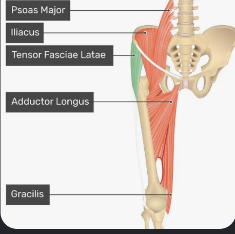 <p>Actions- Hip flexion, hip abduction, medial rotation of the thigh; stabilizes the hip and knee.</p><p>Functional Groups-</p><p>Synergists- Gluteus medius, gluteus minimus, sartorius.</p><p>Antagonists- Gluteus maximus, adductor magnus, adductor longus, adductor brevis</p>