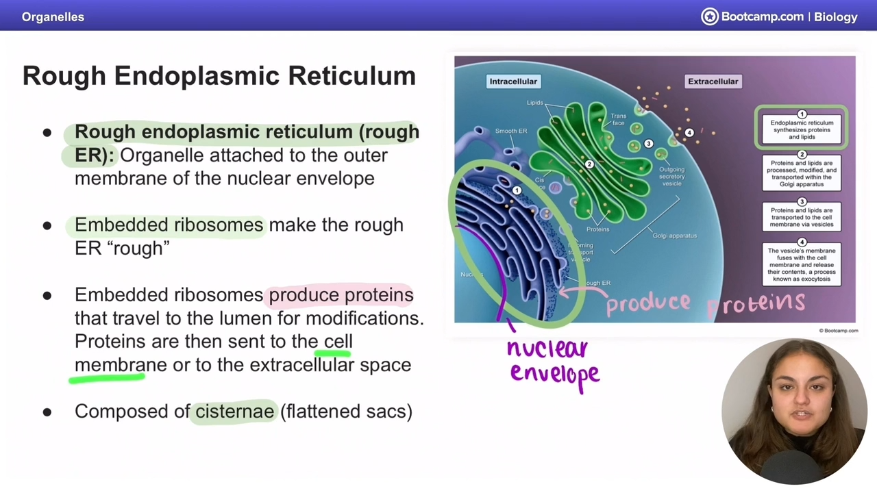 <p>Cisternae (flattened sacs)</p>