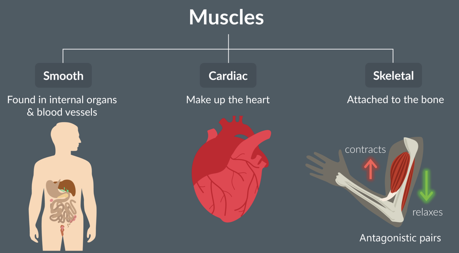 <p>smooth muscle = found in internal organs and blood vessels </p><p>cardiac muscle = makes up the heart </p><p>skeletal muscle = attached to bone, enabling the movement of limbs. work as antagonistic pairs</p>