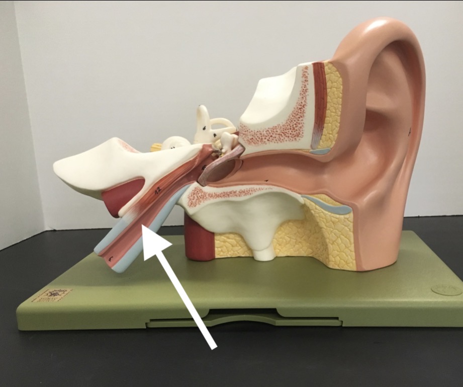 <p><span>name the specific structure at the end of the arrow's point</span></p>