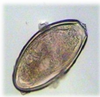 <p>Identify</p>